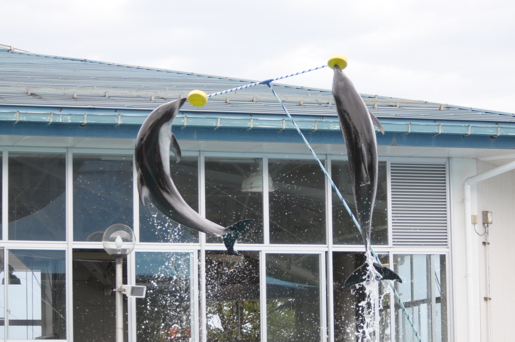 水族館のいるかショー