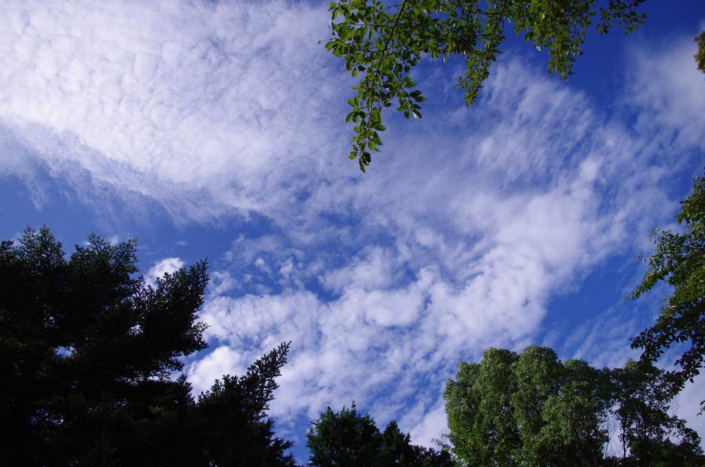 森林から覗く青空