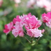 ピンクと白の薔薇２
