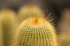 咲くやこの花館　サボテン