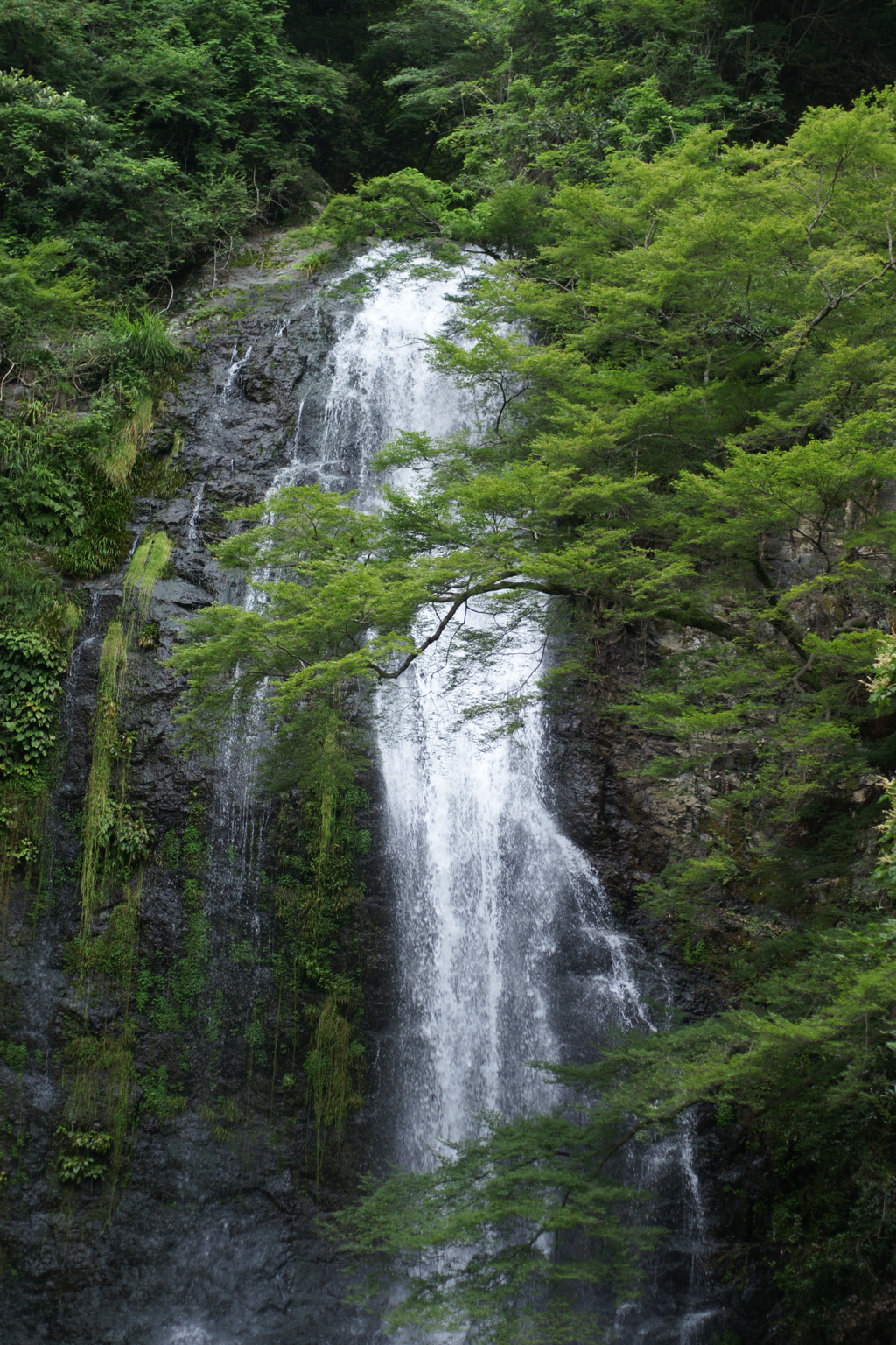 箕面の大滝