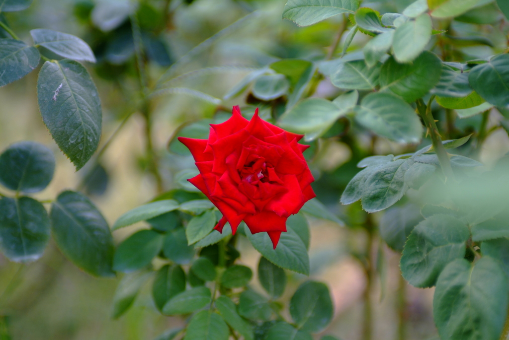 赤い薔薇