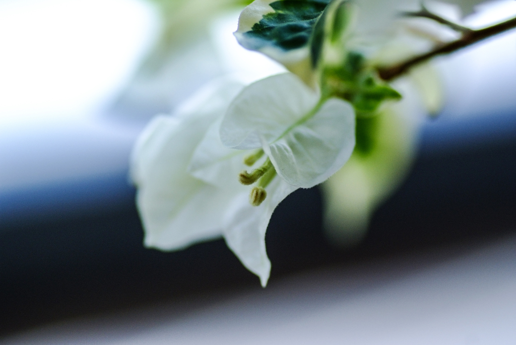 ブーゲンビリアの花