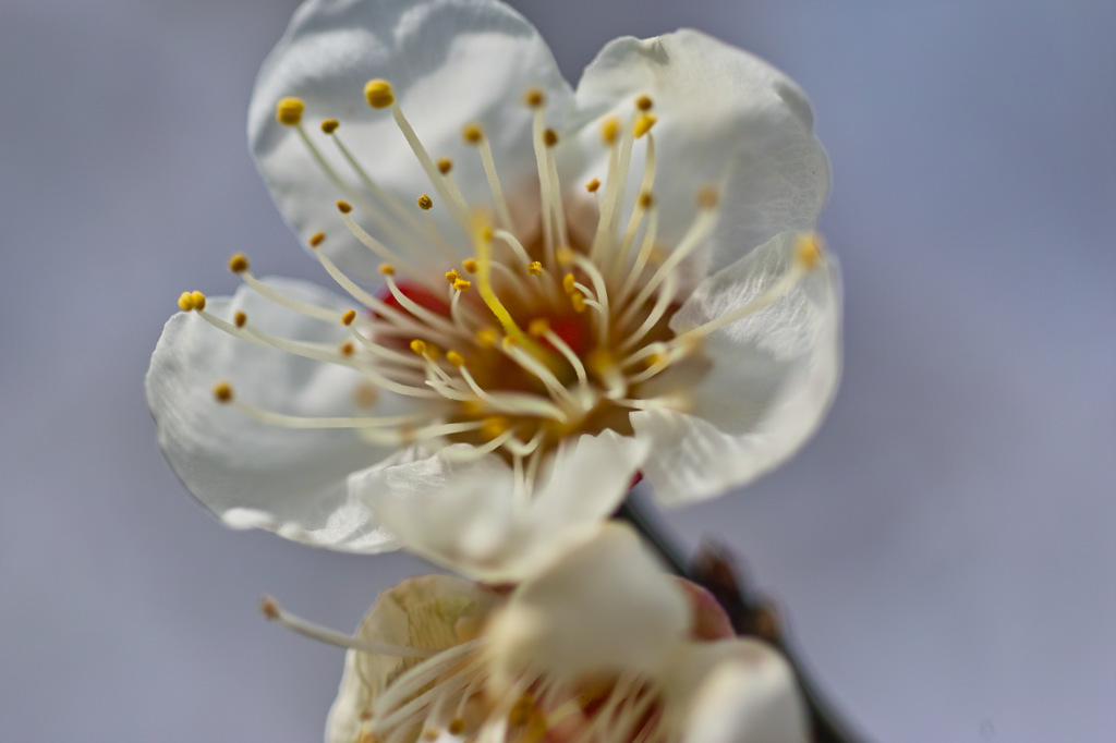 梅の花