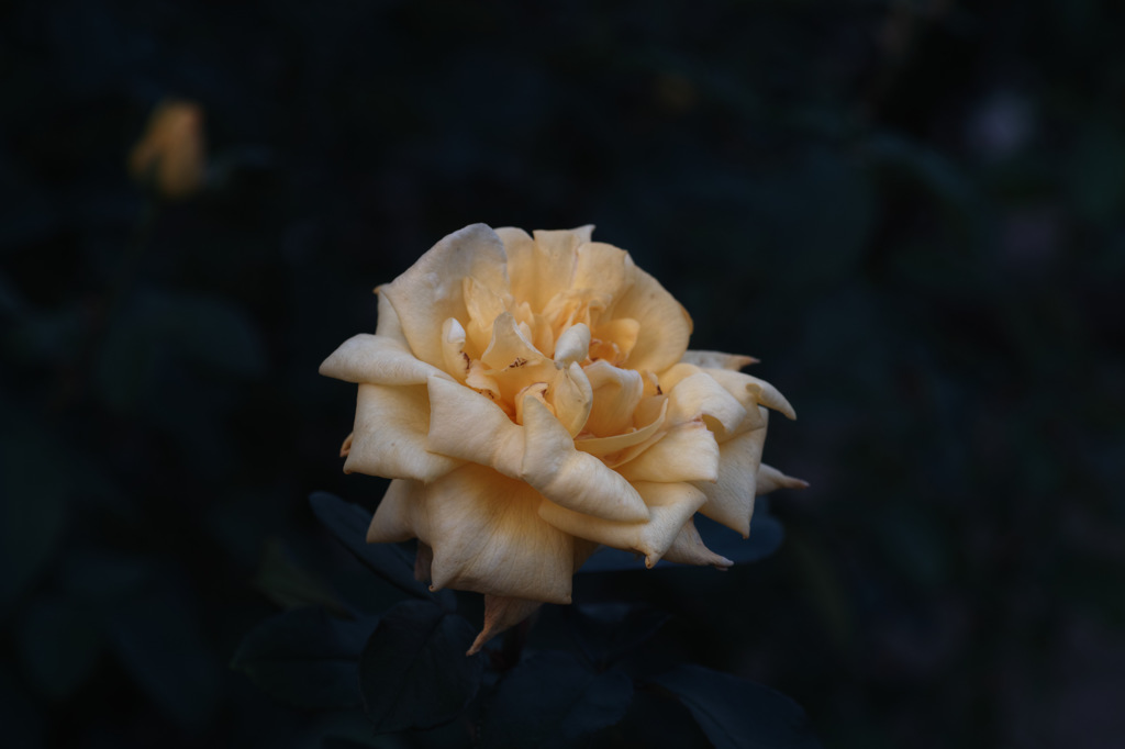 中之島の薔薇