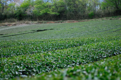 茶畑の春