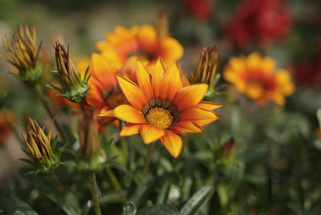 近くに咲いた花２