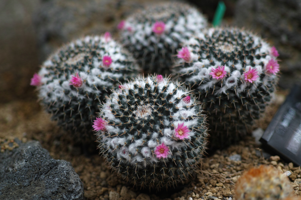 サボテンの花