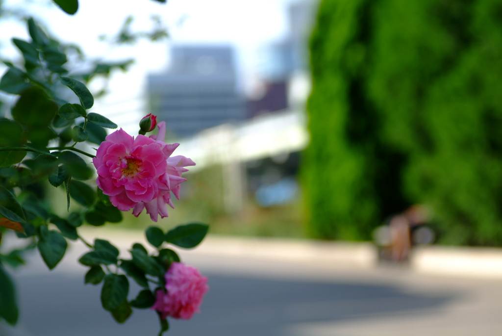 薔薇咲く道