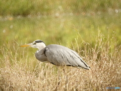 水辺の渡り鳥