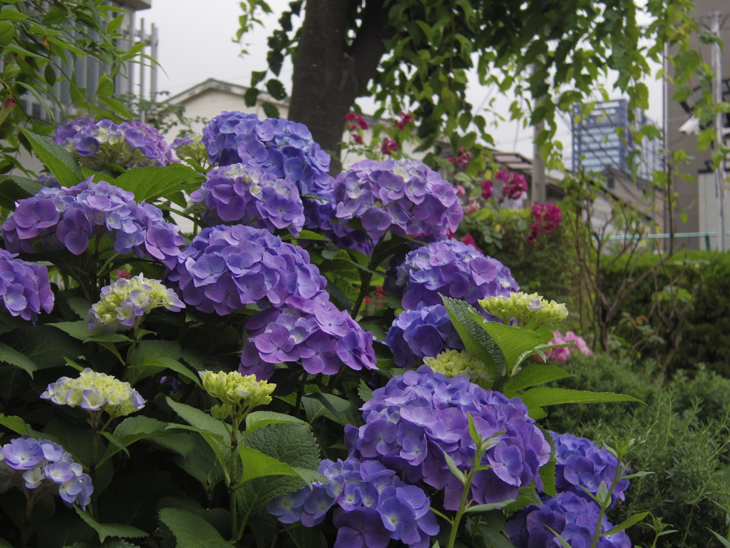 雨上がりの紫陽花