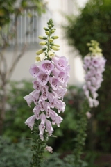 近くに咲いた花
