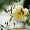 黄色い薔薇