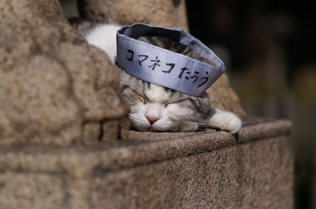 コマネコたろう