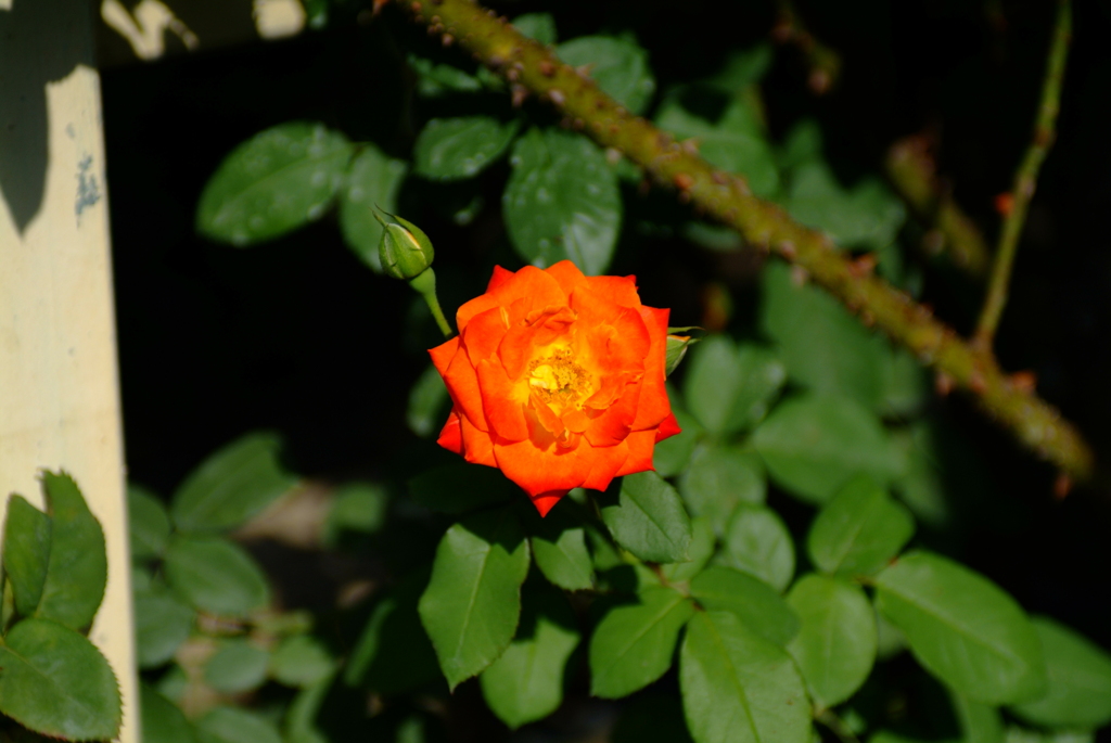 オレンジの薔薇