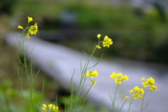 菜の花と沈下橋