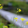 菜の花と沈下橋