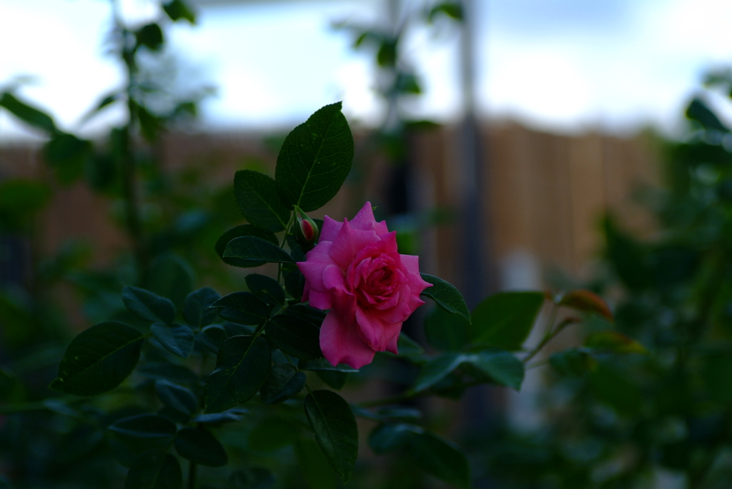 ピンクの薔薇