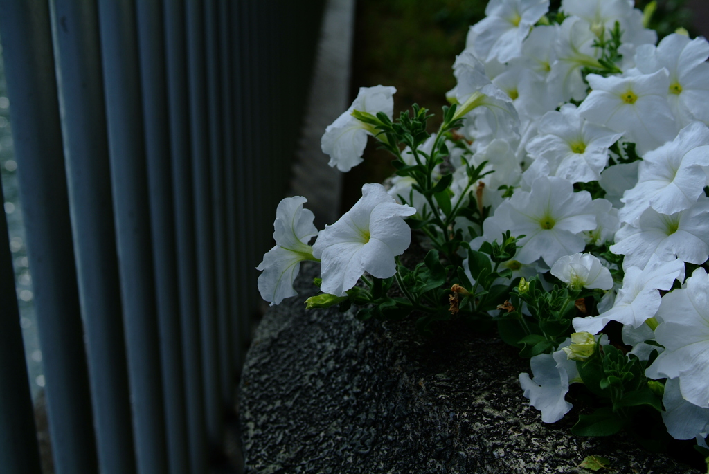 白い花