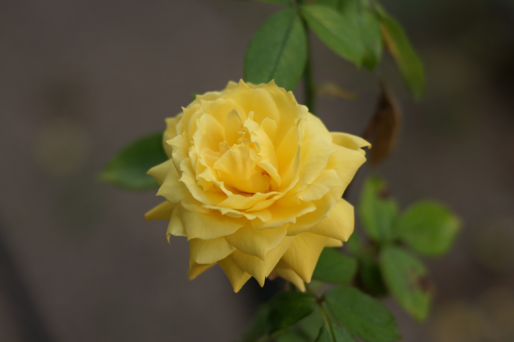 黄色い薔薇