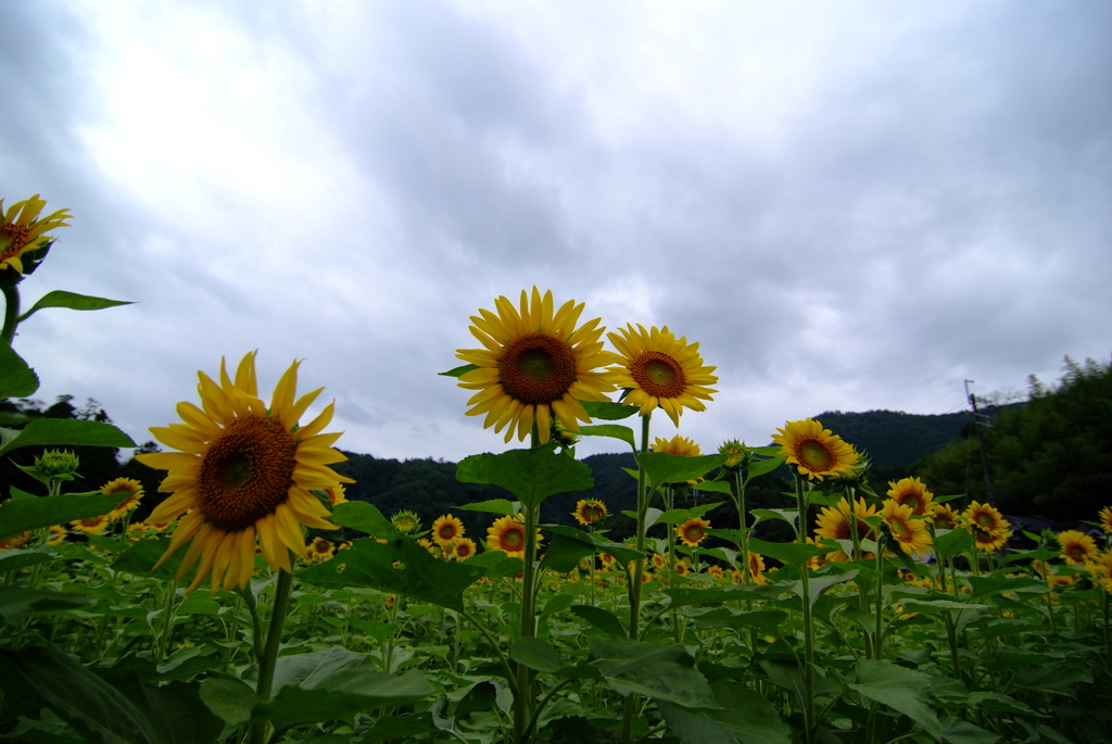 暇まわり