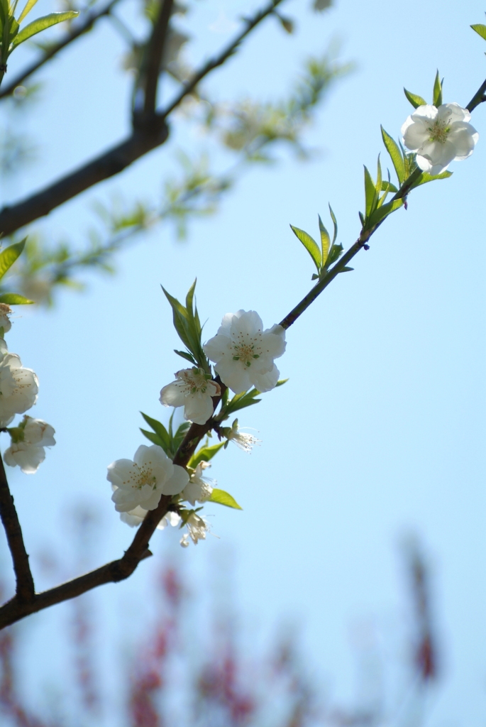 桜
