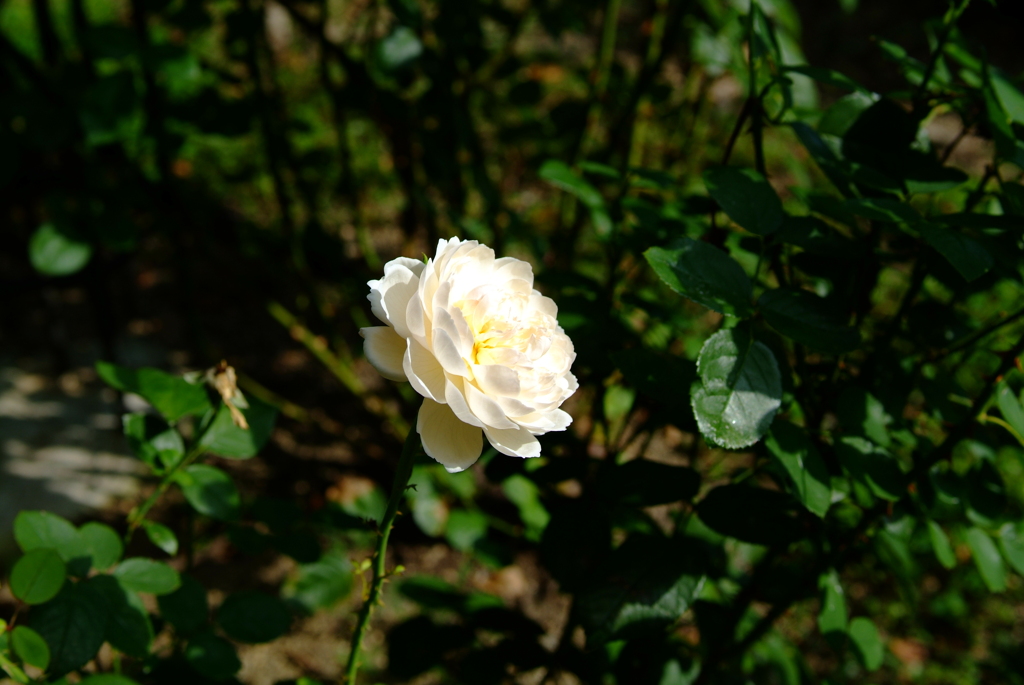 白薔薇