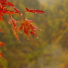 赤の雫