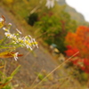 赤と白