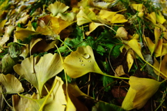 Leaves of a maidenhair tree