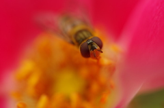 花の中で