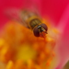 花の中で