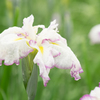 花菖蒲　7