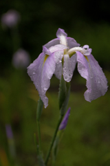 雨上がりの花菖蒲