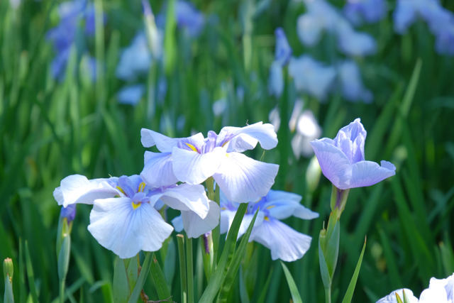 花菖蒲　2