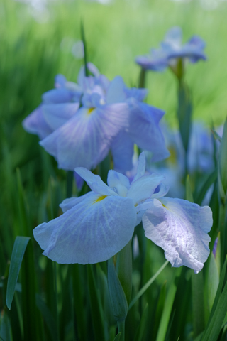 花菖蒲　3