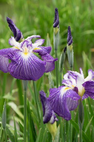 花菖蒲　5