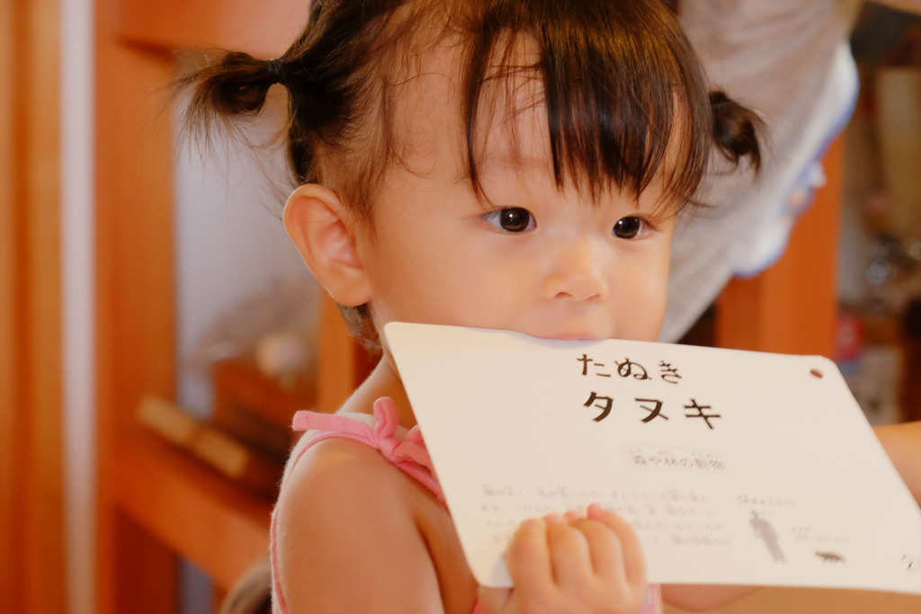 たぬき　タヌキ