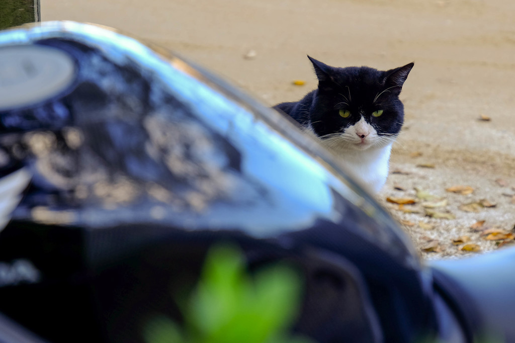 振り向けば猫がいる