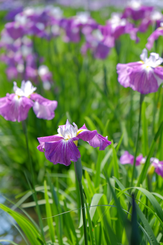 花菖蒲　1