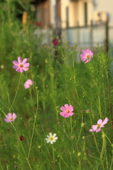 秋桜