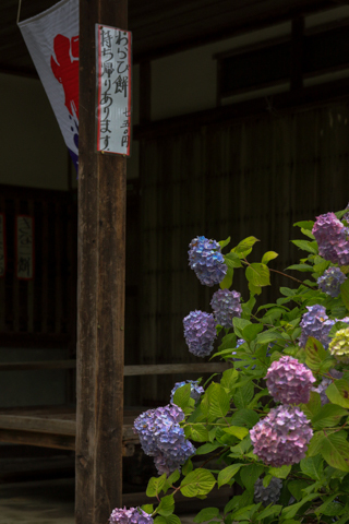 茶店と紫陽花