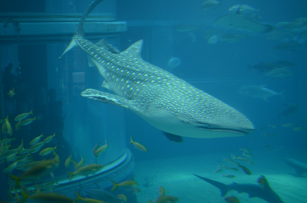 海遊館のジンベイザメ
