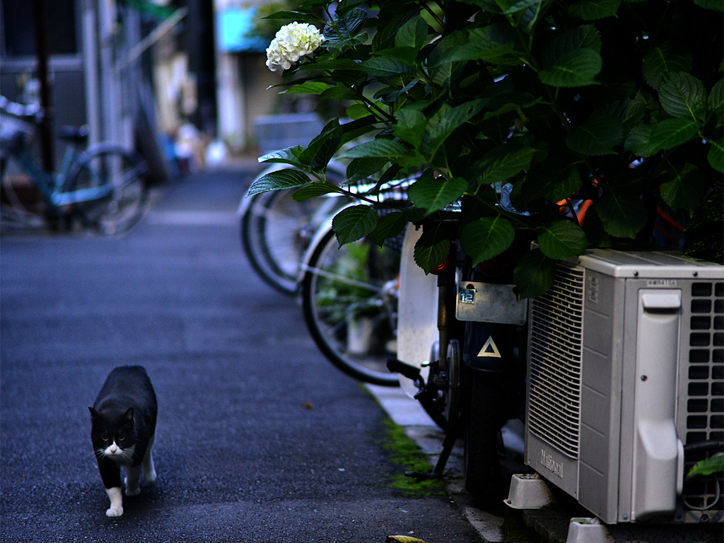 一輪の紫陽花と猫