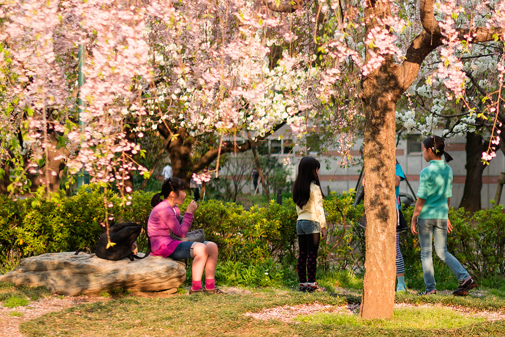 枝垂れ桜の春の思い出