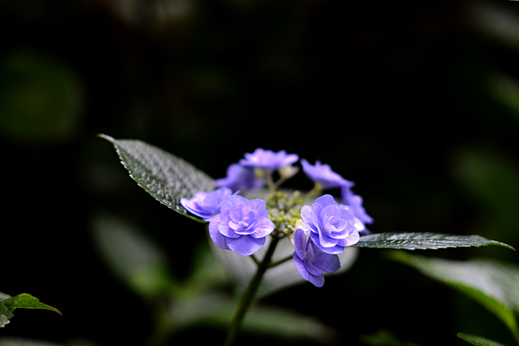 美しい紫色の花弁
