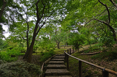 緑に包まれる石段（国分寺その１）
