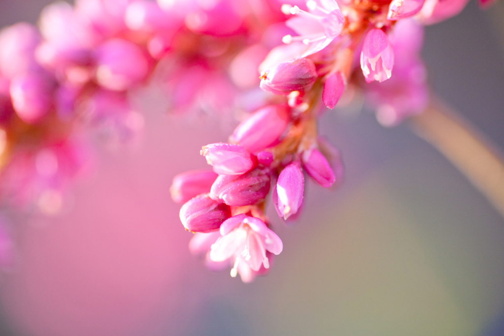マクロの鮮やかな花