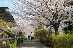 桜囲まれ並木道