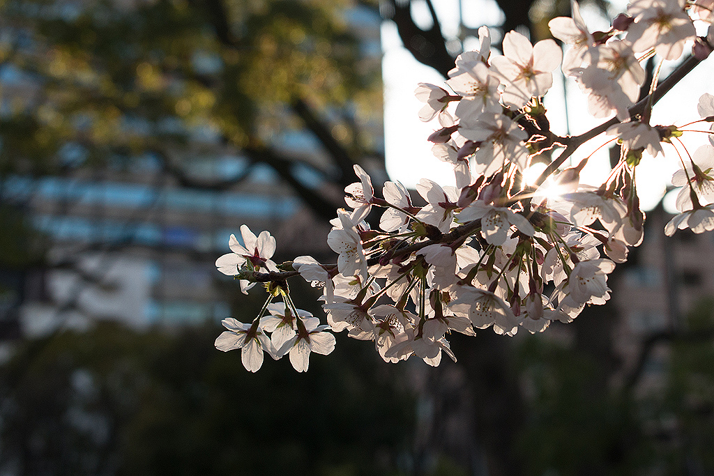 輝く桜の花